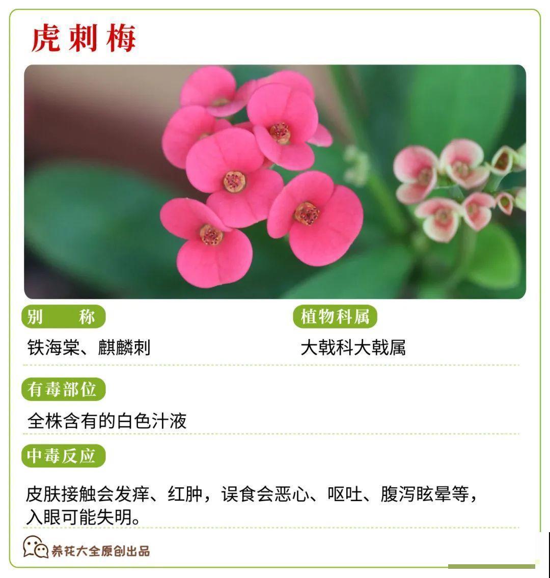 30种常见有毒花，很多人都在养，一定要小心养！