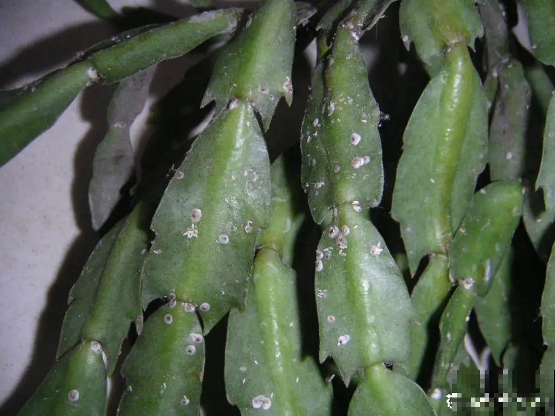 养护蟹爪兰,要注意8个要点,才能开出仙气飘飘花 养护蟹爪兰,要注意8个要点,才能开出仙气飘飘花