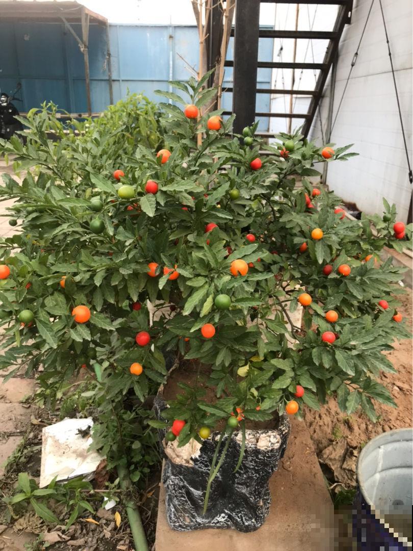 3种花长得像蔬菜，养家里千万不能被误食，容易中毒