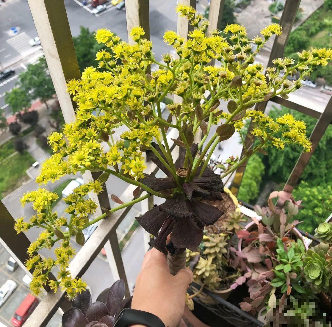 百合开花不是一次性，开完要施肥，1盆能生20盆