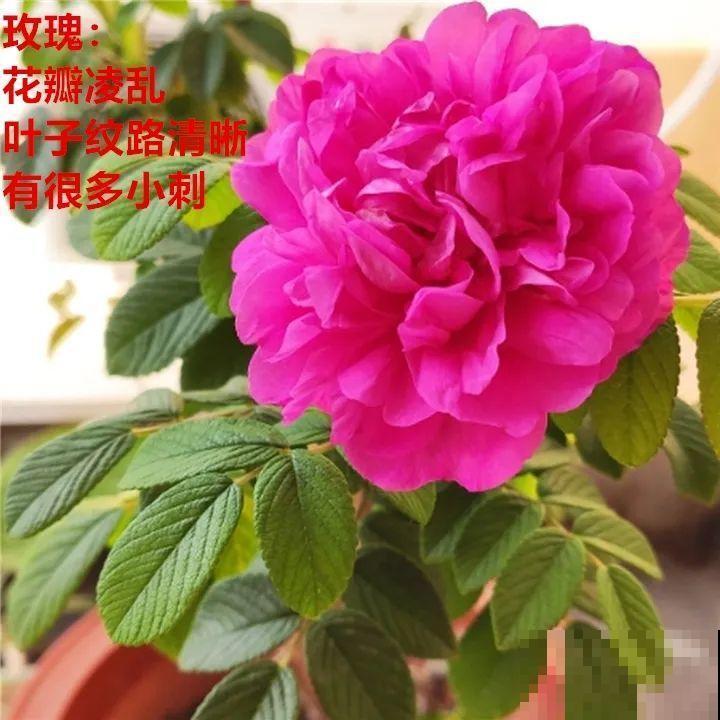 10年的绣球大老桩，九块钱也别买，难开花还浪费感情