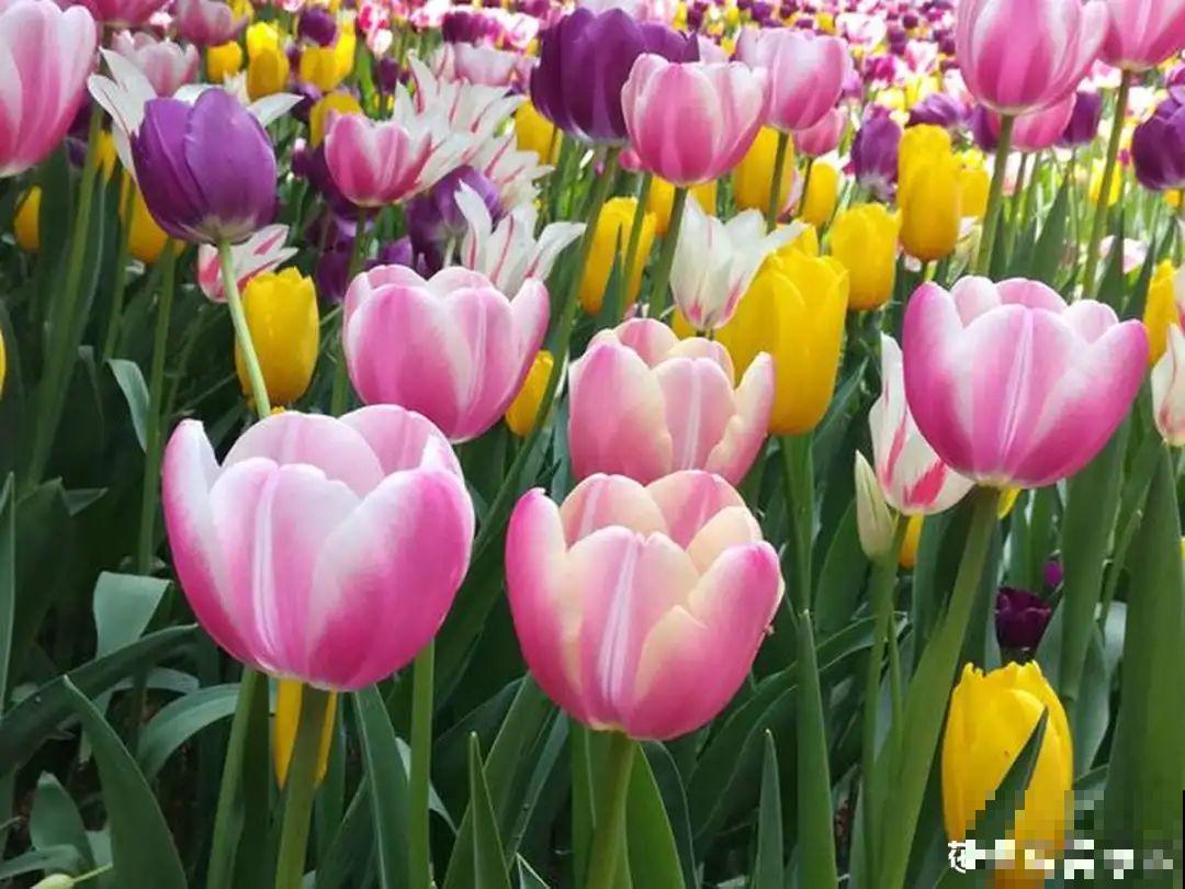 百合开花不是一次性，开完要施肥，1盆能生20盆