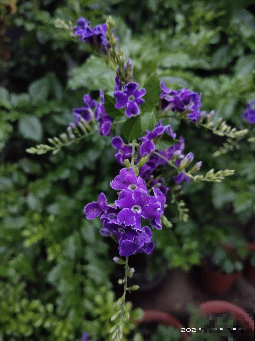 家里养盆“金贵花”，养人养身心，寓意还好