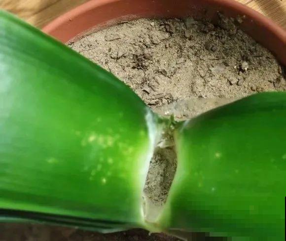 7种花，现在绝对不能剪，剪了一年不开花！