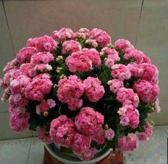 上万块的蟹爪兰，开花像烟花，养过的人不多