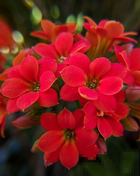 这6种长寿花,颜值高好养护,养一种真的不够! 这6种长寿花,颜值高好养护,养一种真的不够!