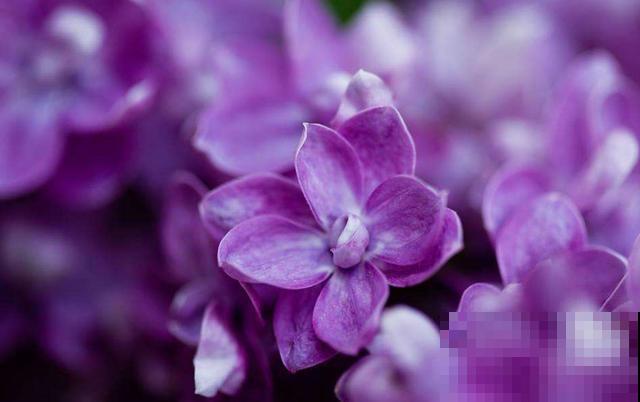 超级梦幻的紫罗兰，养护时做好这4点，才能花开不断！