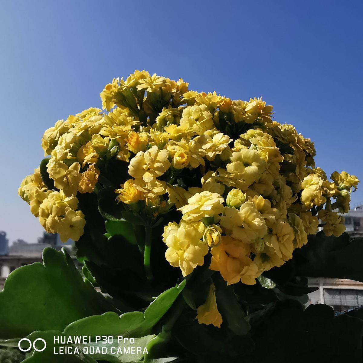 长寿花一直不冒花苞，赶紧“放大招”，不怕它年前不开花