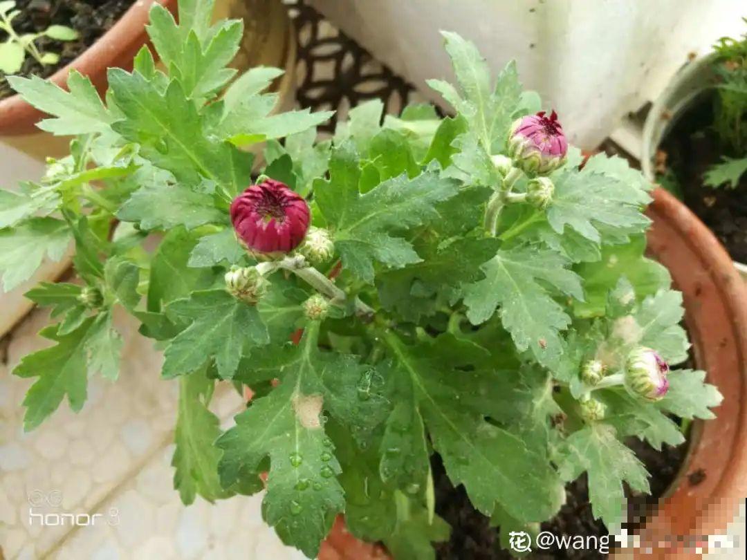 水仙要想开花,坚决不能长成高个子,不然今年没花看! 水仙要想开花,坚决不能长成高个子,不然今年没花看!