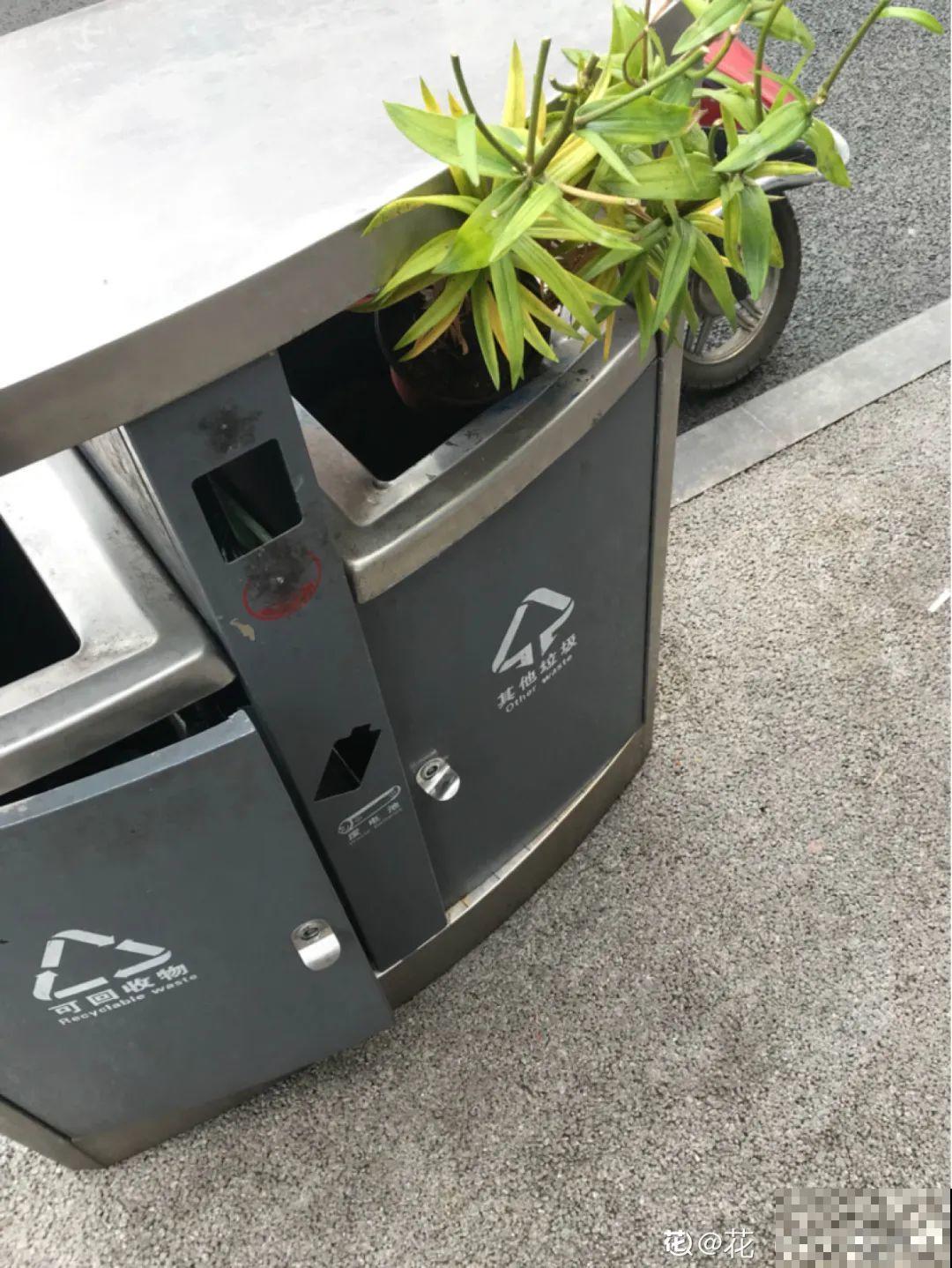 路边别人丢的大花盆，看着眼馋，好想捡回家