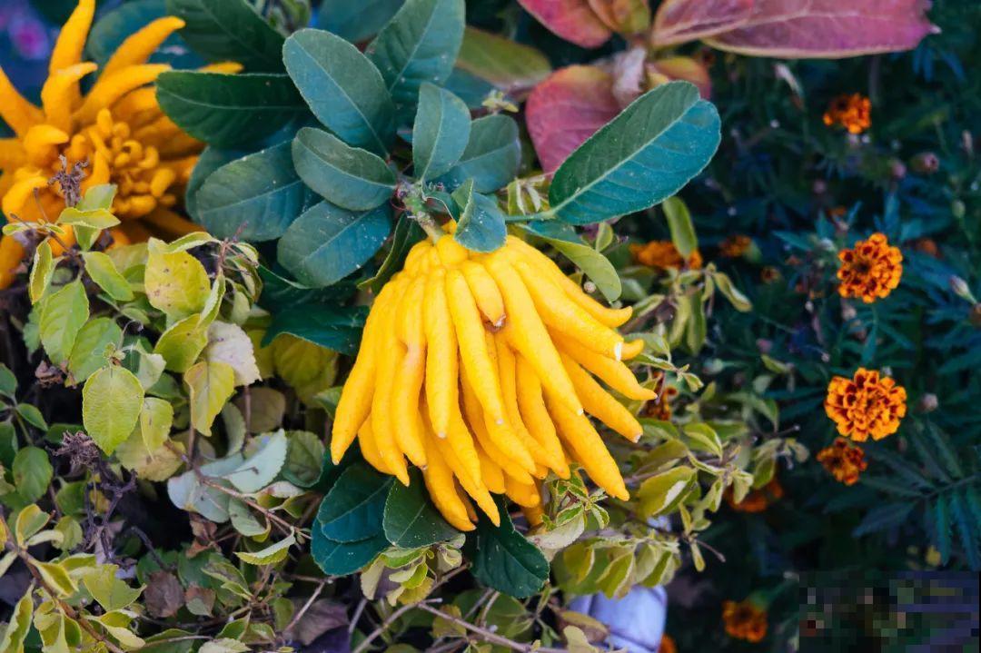 腊月买花，集齐“福禄寿”，才算好兆头