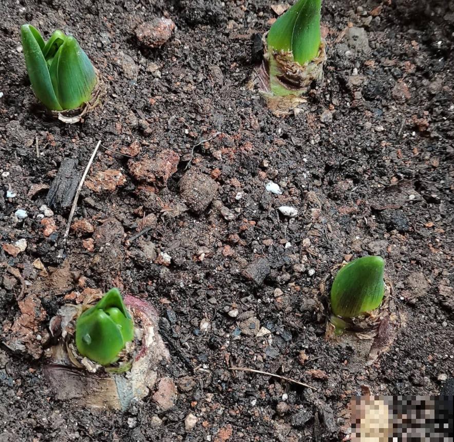 淘汰下的旧土先别扔，放锅里炒一炒，效果还很好！