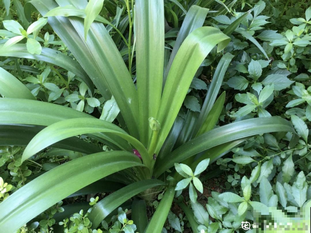 1种君子兰，个头能窜1米多，开花是梦幻蓝色，特迷人
