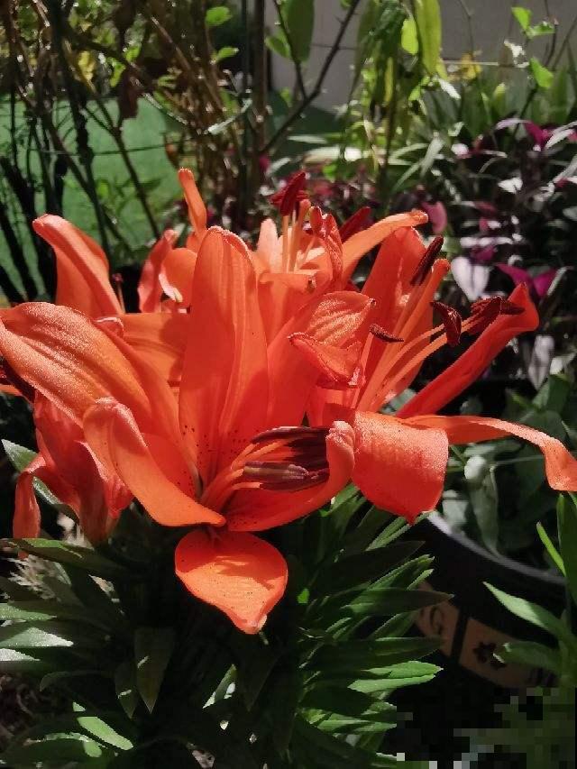 4种花让人又爱又恨,养还是不养,真是一个难题 4种花让人又爱又恨,养还是不养,真是一个难题