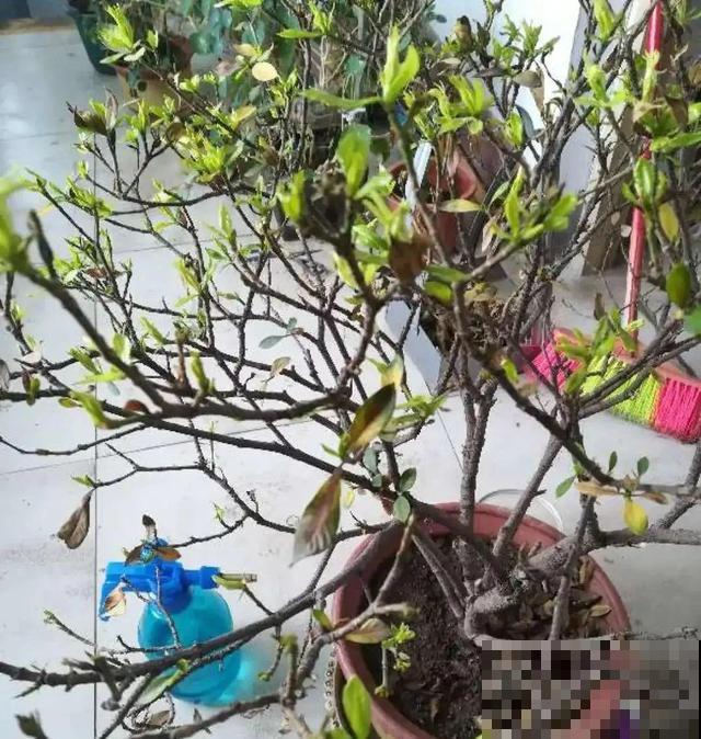 家里养这10种花,冻伤了要赶紧救,晚了就救不回来了 家里养这10种花,冻伤了要赶紧救,晚了就救不回来了