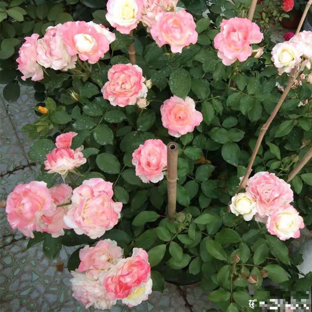 鱼肠肥、大骨粉，现在埋几勺，春天开花上百朵