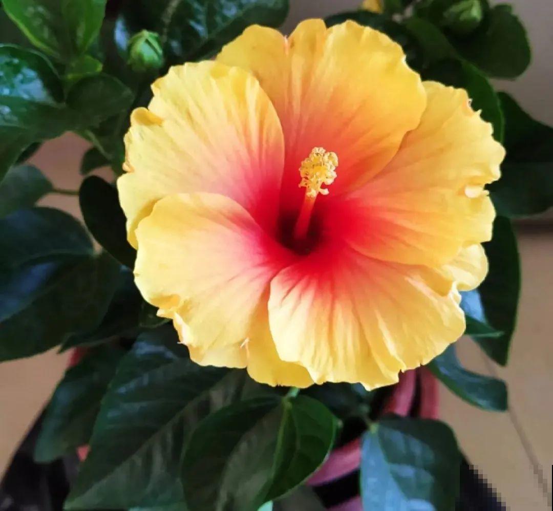 5度以下,常见的21种花必须断水,不然都烂根了 5度以下,常见的21种花必须断水,不然都烂根了