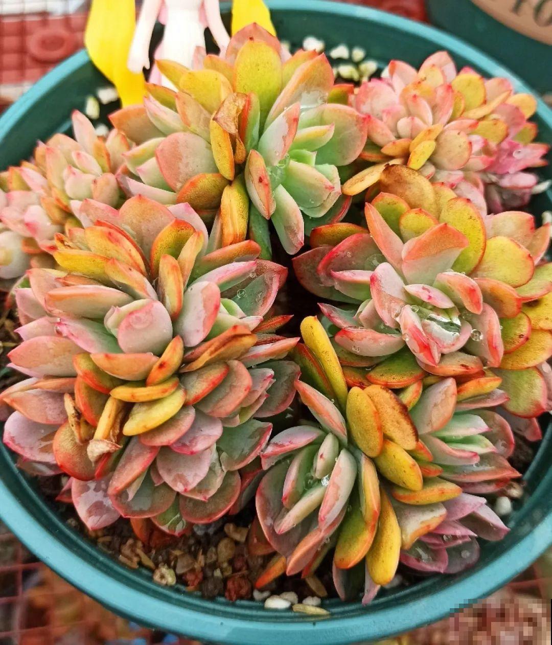 初春的多肉要撸叶子，重新扦插，能生好多盆