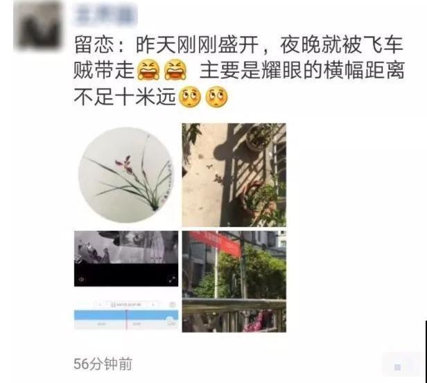 法院门口的花，全都被偷光，小偷的回答令人哭笑不得