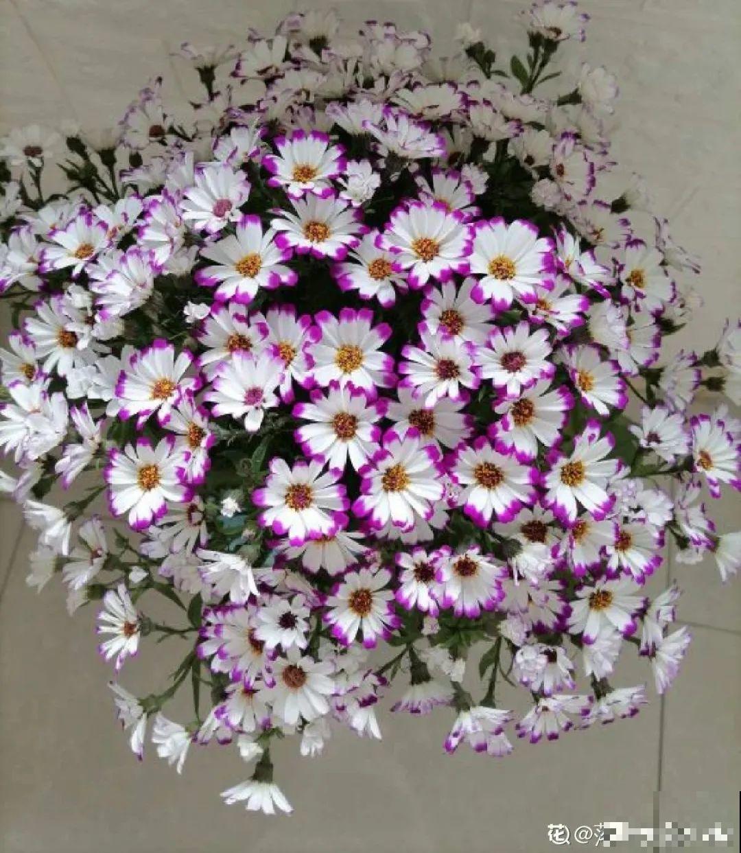 16种高颜值花，冬天耐寒不娇气，新手也能养爆盆