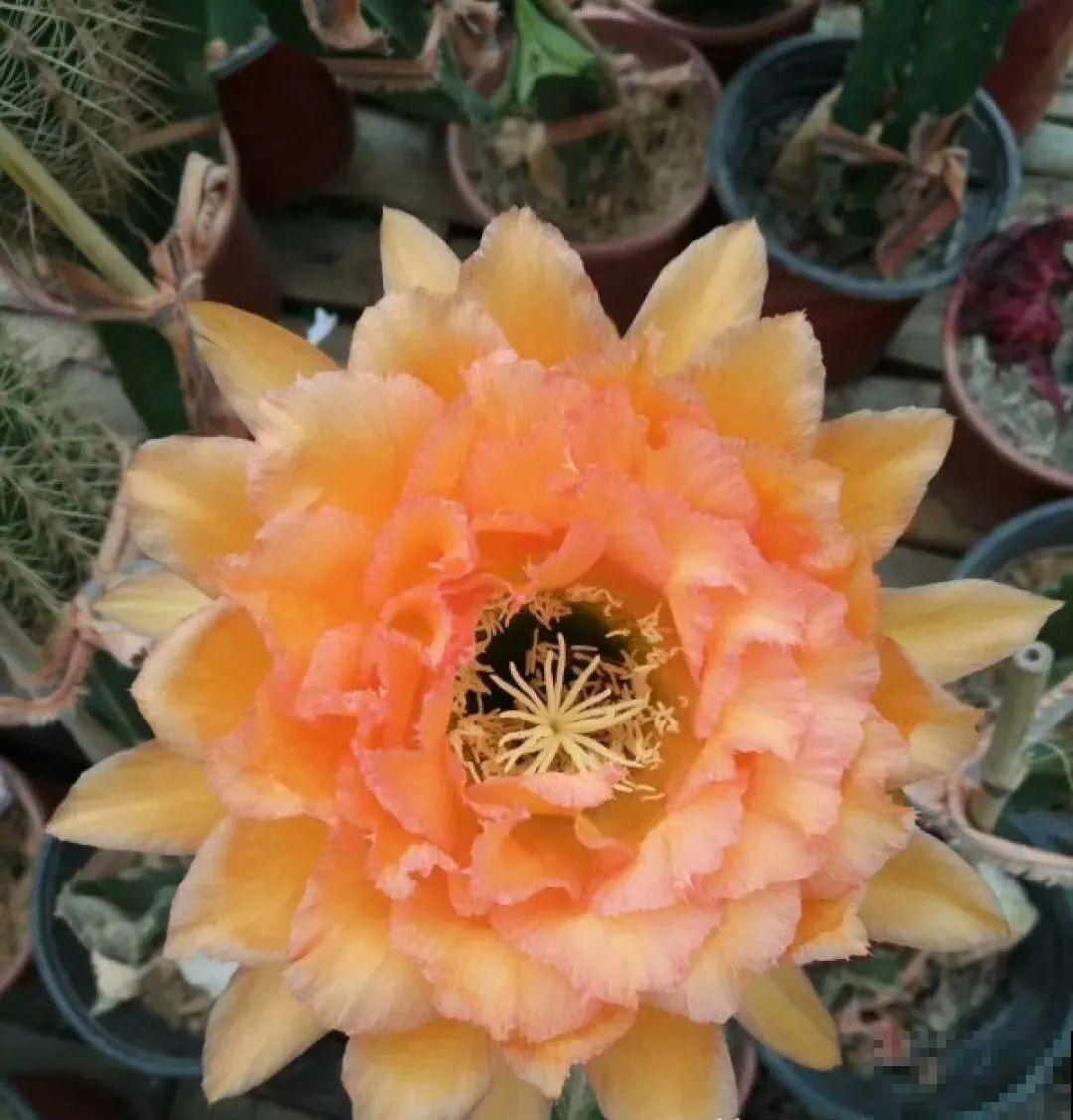 花市10块钱买的花，开花之后身价倍增，真赚了！