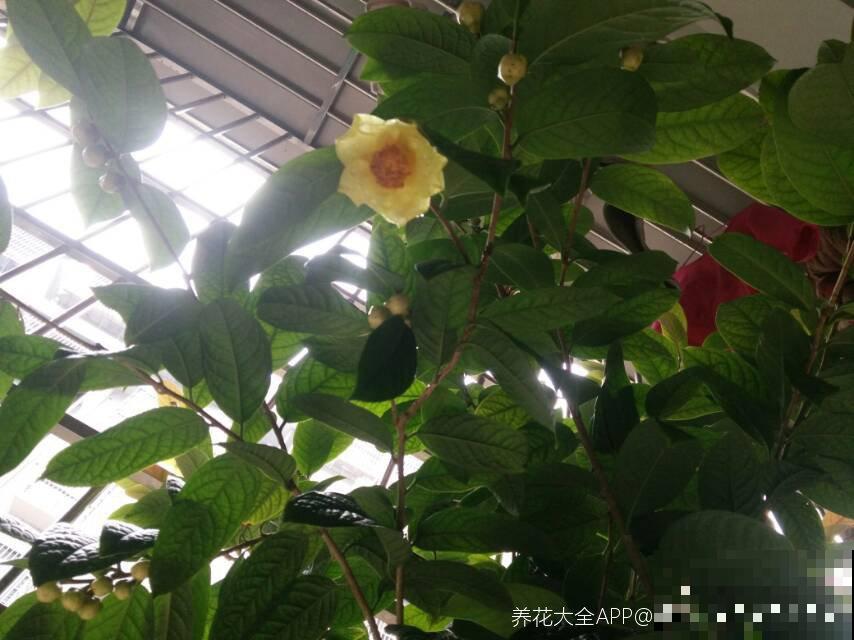 家里养盆“金贵花”，养人养身心，寓意还好