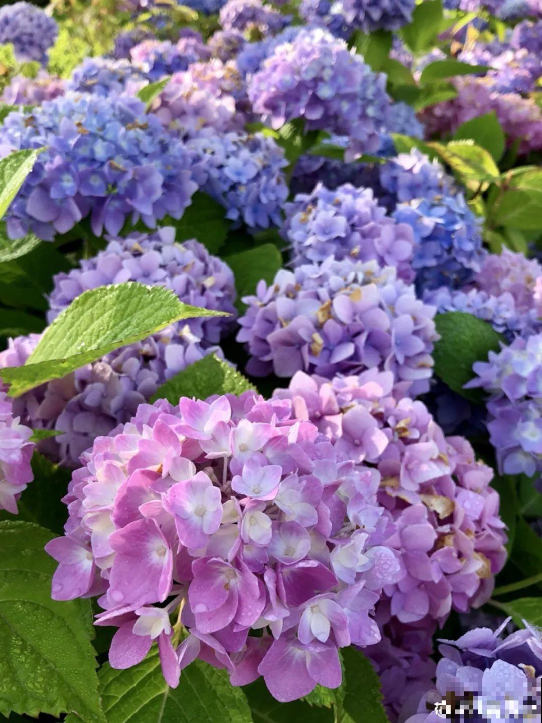 土里浇点果皮水，能维持土壤酸性，茉莉兰花开爆盆