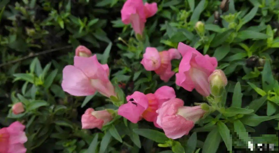 9种耐阴花，适合光照一般家庭，室内养也能开花！