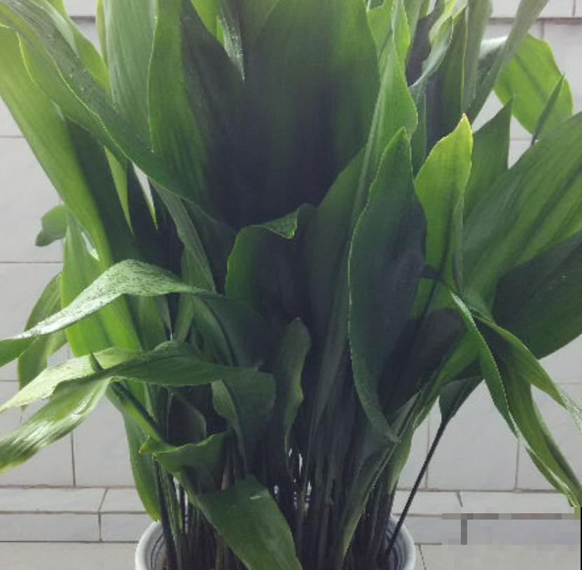 一叶兰耐阴又耐旱,皮实又好养活,注意3点咋养都好! 一叶兰耐阴又耐旱,皮实又好养活,注意3点咋养都好!