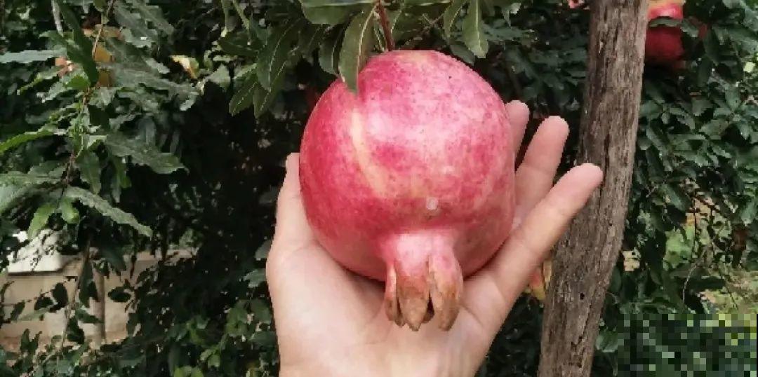 1盆苹果卖300块,为啥这么贵,难道是金苹果? 1盆苹果卖300块,为啥这么贵,难道是金苹果?