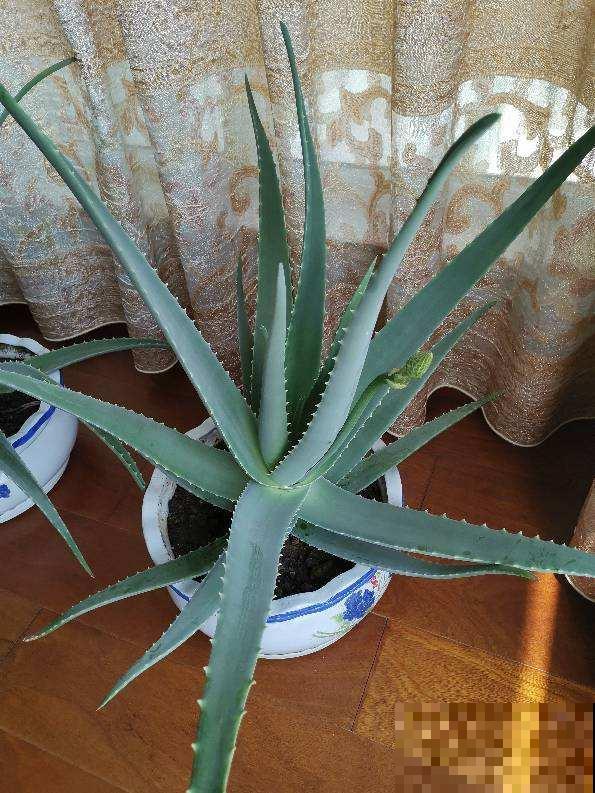 家里养盆芦荟,净化空气效果好,还有好多用处 家里养盆芦荟,净化空气效果好,还有好多用处