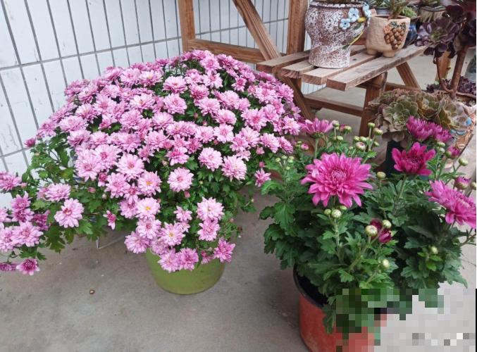 家里养盆千头菊，开花呼呼爆盆，一盆能开上百朵