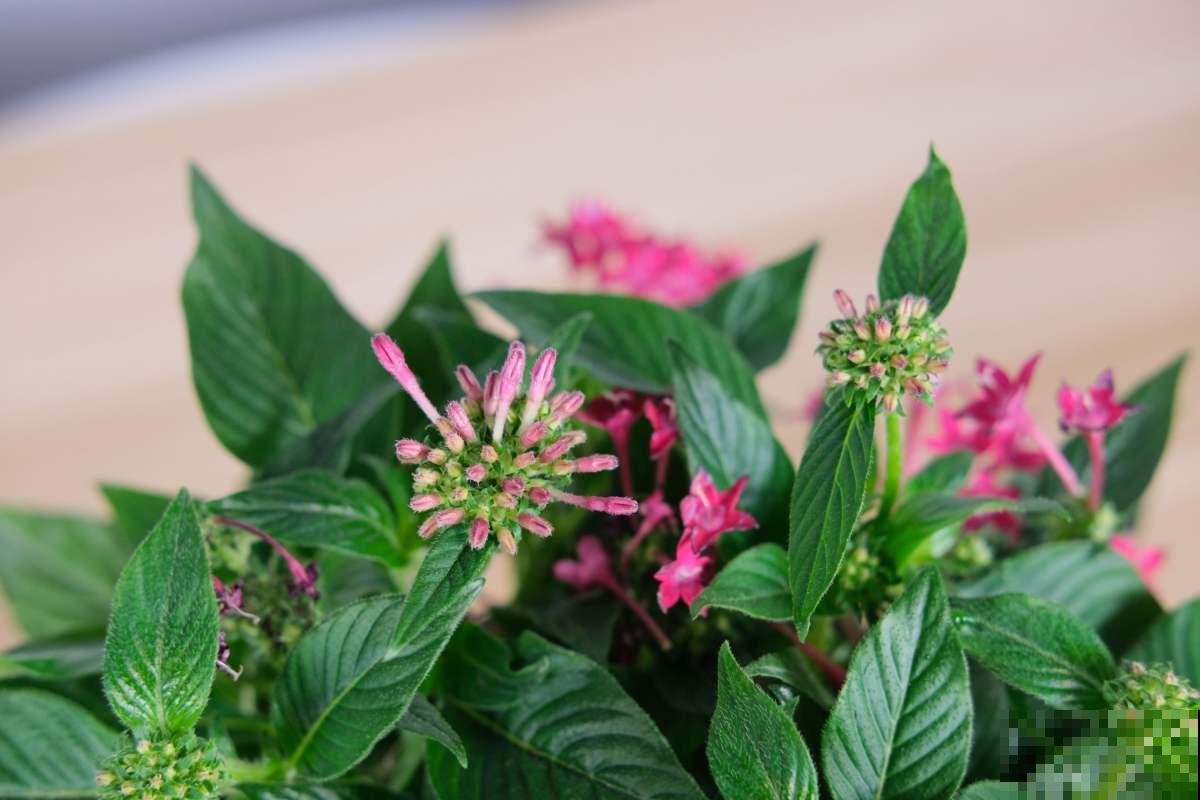 一闪一闪亮晶晶，在家种盆繁星花，开花又多又好看！