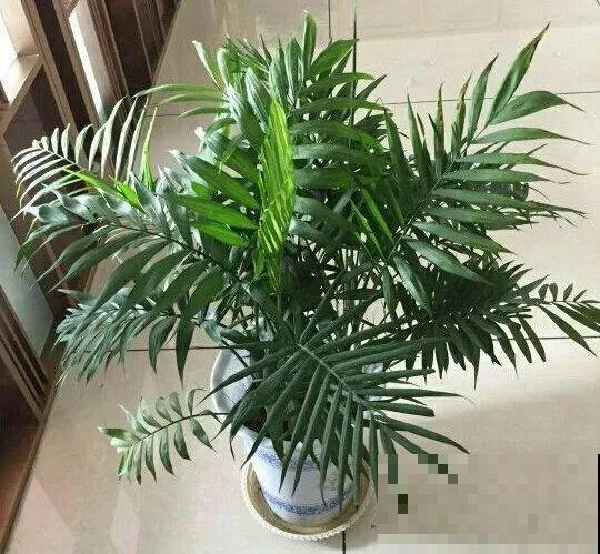 24种花,净化空气最厉害,绿萝竟然倒数! 24种花,净化空气最厉害,绿萝竟然倒数!