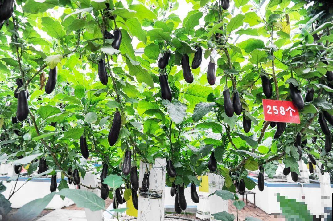 南瓜个头大的出奇，卖了2万8，比养猪还赚钱