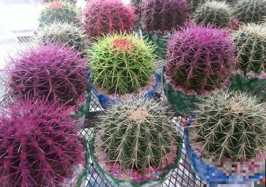 染色大葱？卫生纸一擦就掉色，真细思极恐