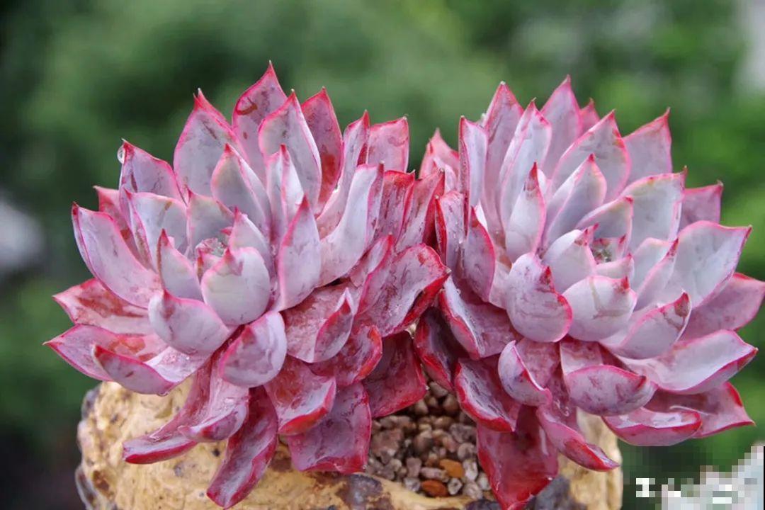 多肉要是养好了，精致得像艺术品，光看就很满足了