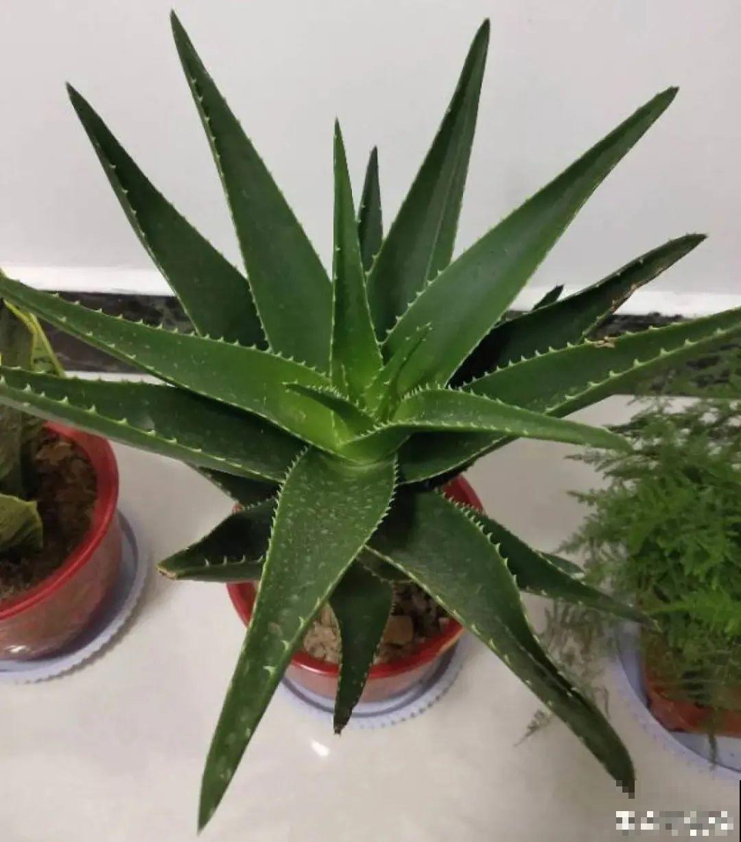 超级耐旱花，整个冬天不浇水，还能胖一圈！