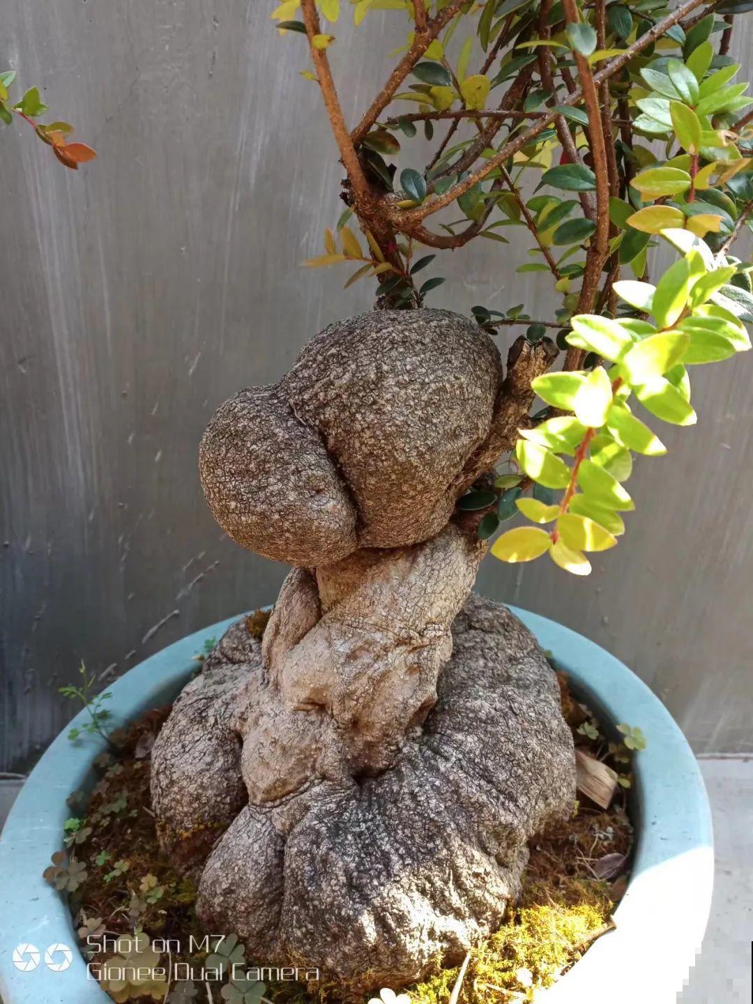 农村树上长出大萝卜?开出灯笼花,价格贵的出奇! 农村树上长出大萝卜?开出灯笼花,价格贵的出奇!