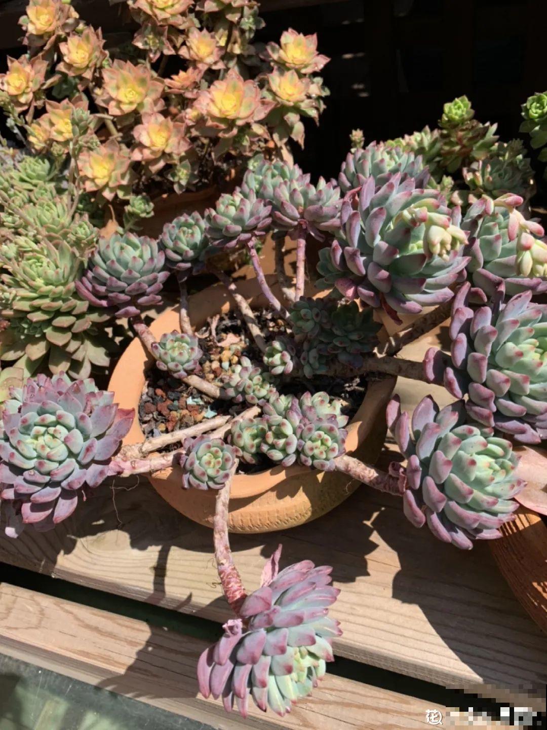 多肉老桩有多美，看着像是艺术品，造型超美