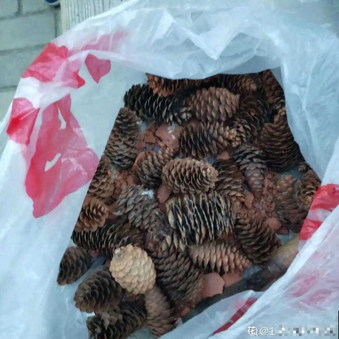 山上松果掉了一地，捡回家一袋子，拿来养花透气性超