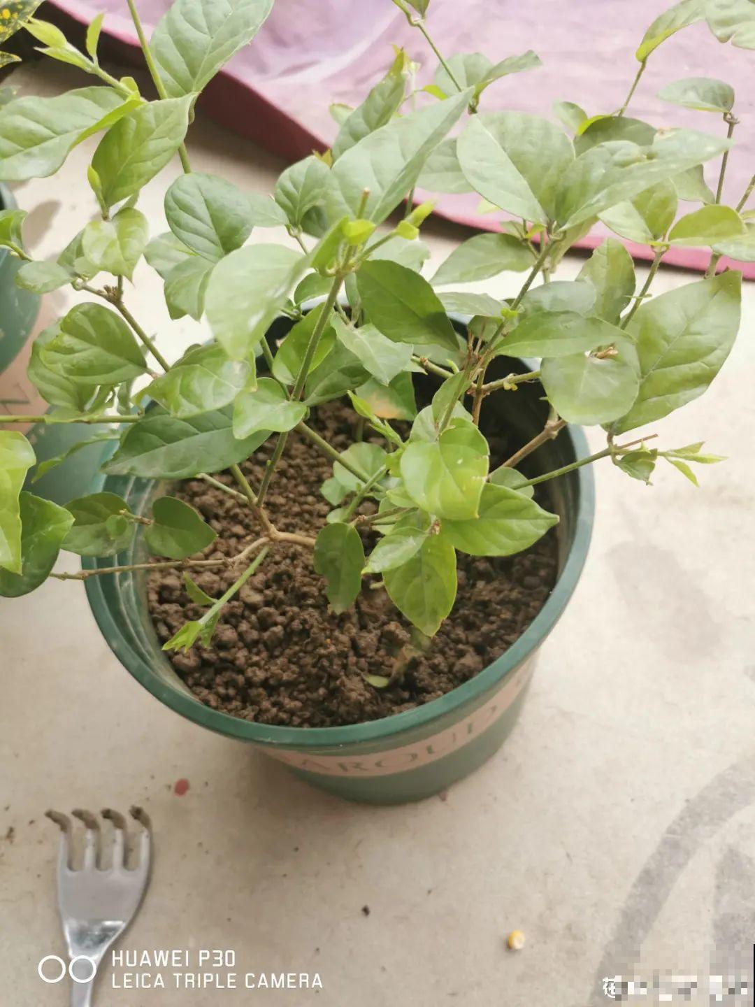 3月是给花剃头的好时机,现在狠心剪,下月就开花 3月是给花剃头的好时机,现在狠心剪,下月就开花