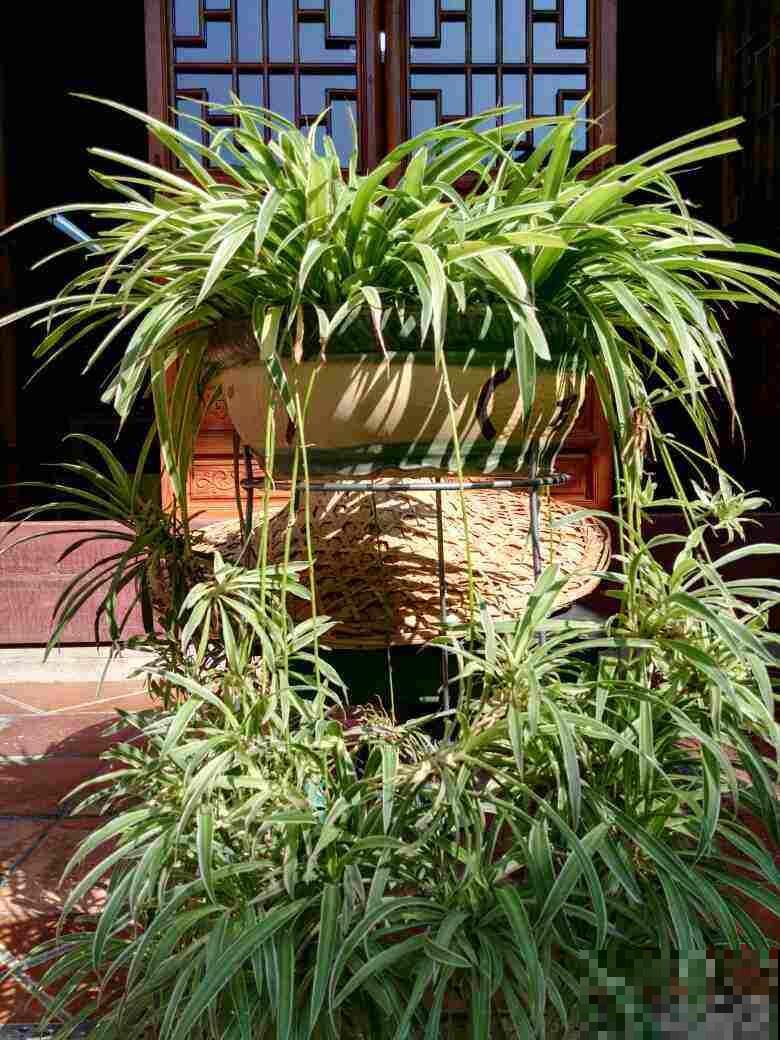 春天换盆,4件事儿要注意,不然植物都死了,只剩下空盆 春天换盆,4件事儿要注意,不然植物都死了,只剩下空盆