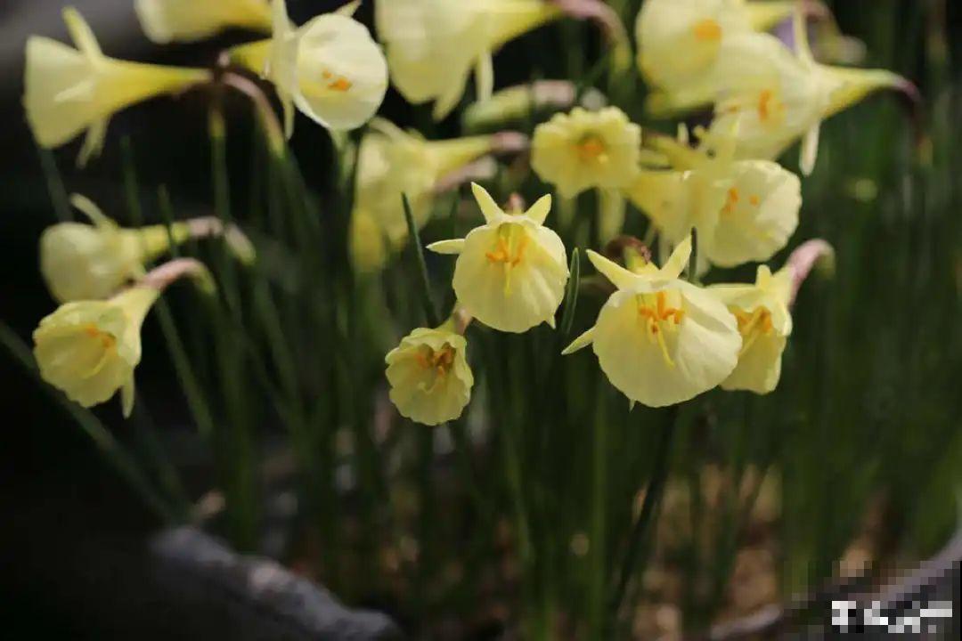 上万块的蟹爪兰，开花像烟花，养过的人不多