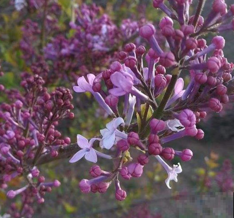 手把手教你养丁香，花开的时候美成一片，太值了！