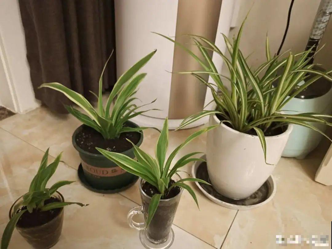 冬天干燥静电多，养这几盆花，增湿加氧很天然！