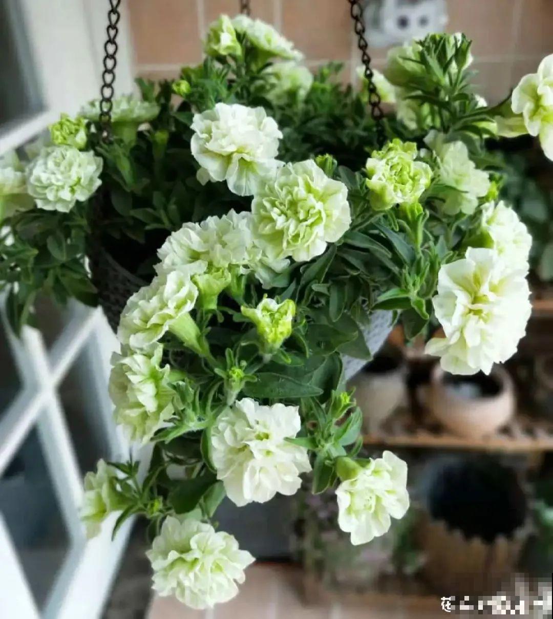 20种花春天开得正盛,花期长、容易爆花,虫害少! 20种花春天开得正盛,花期长、容易爆花,虫害少!