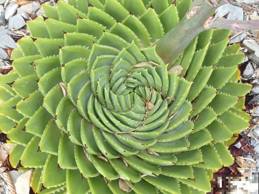 花市10块钱买的花，开花之后身价倍增，真赚了！