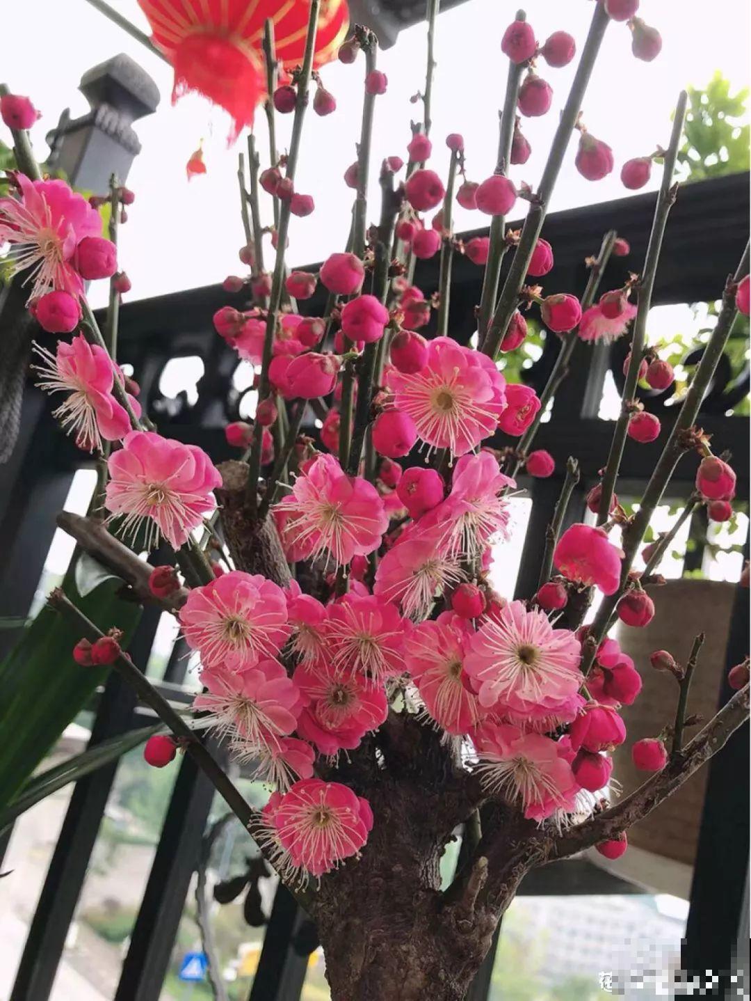 3月是给花剃头的好时机,现在狠心剪,下月就开花 3月是给花剃头的好时机,现在狠心剪,下月就开花
