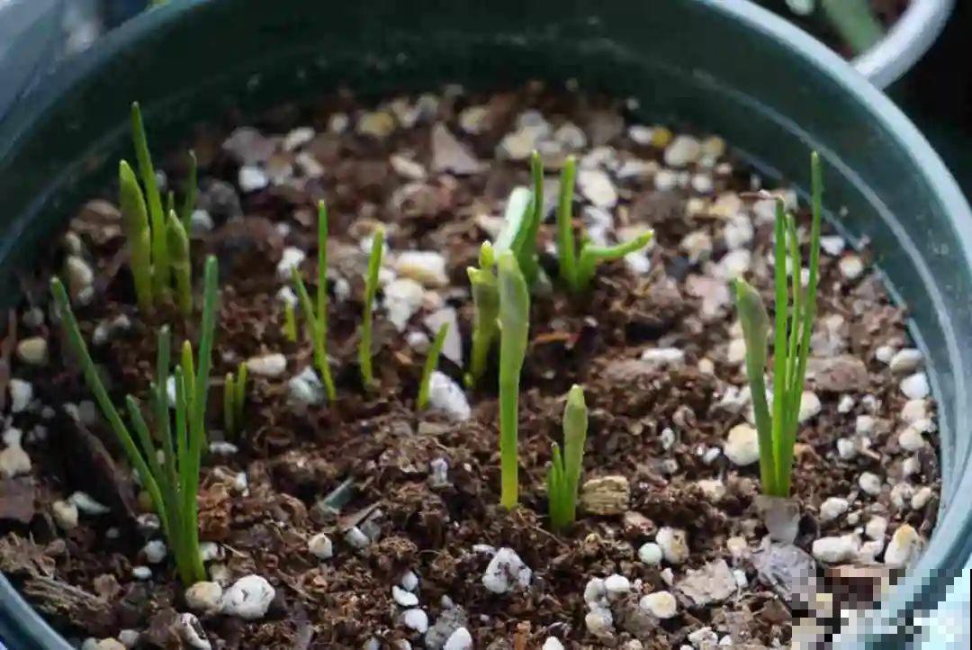 上万块的蟹爪兰，开花像烟花，养过的人不多